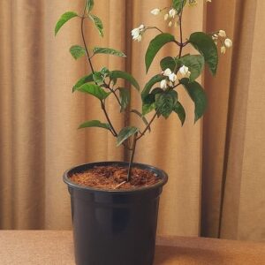 Bleeding heart (small plant)