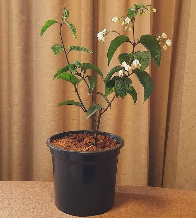 Bleeding heart (small plant)