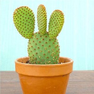 Bunny cactus