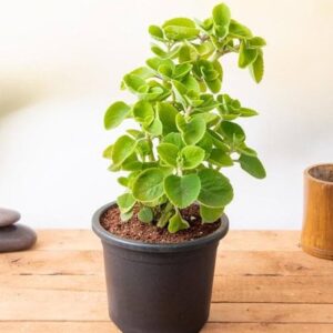 Cuban Oreg (karpuravalli)