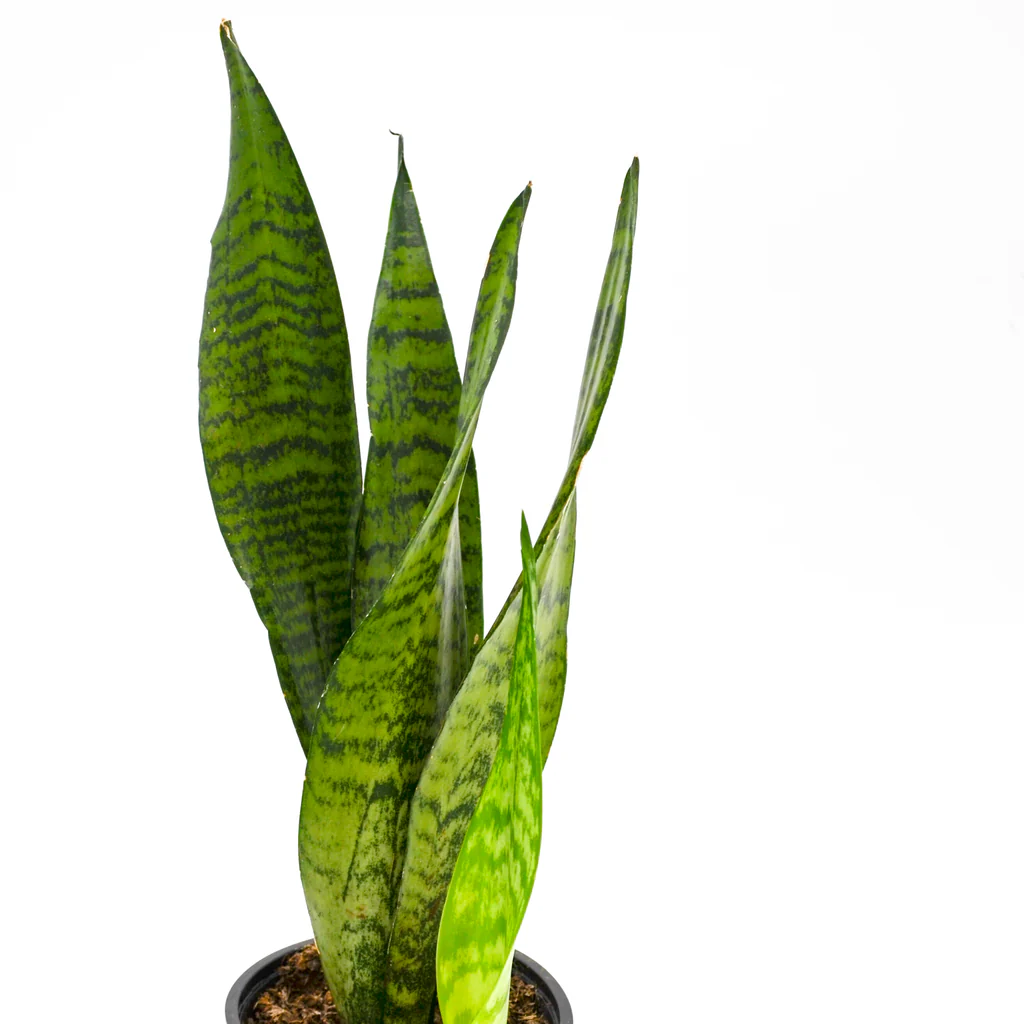SNAKE PLANT (Silverqueen) - Image 2