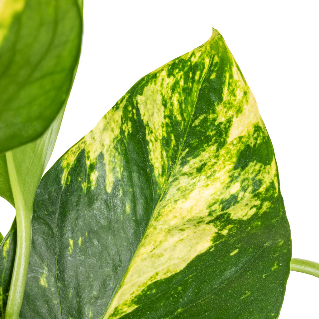 GOLDEN POTHOS - Image 2