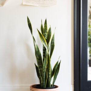 Snake plant normal ( large)