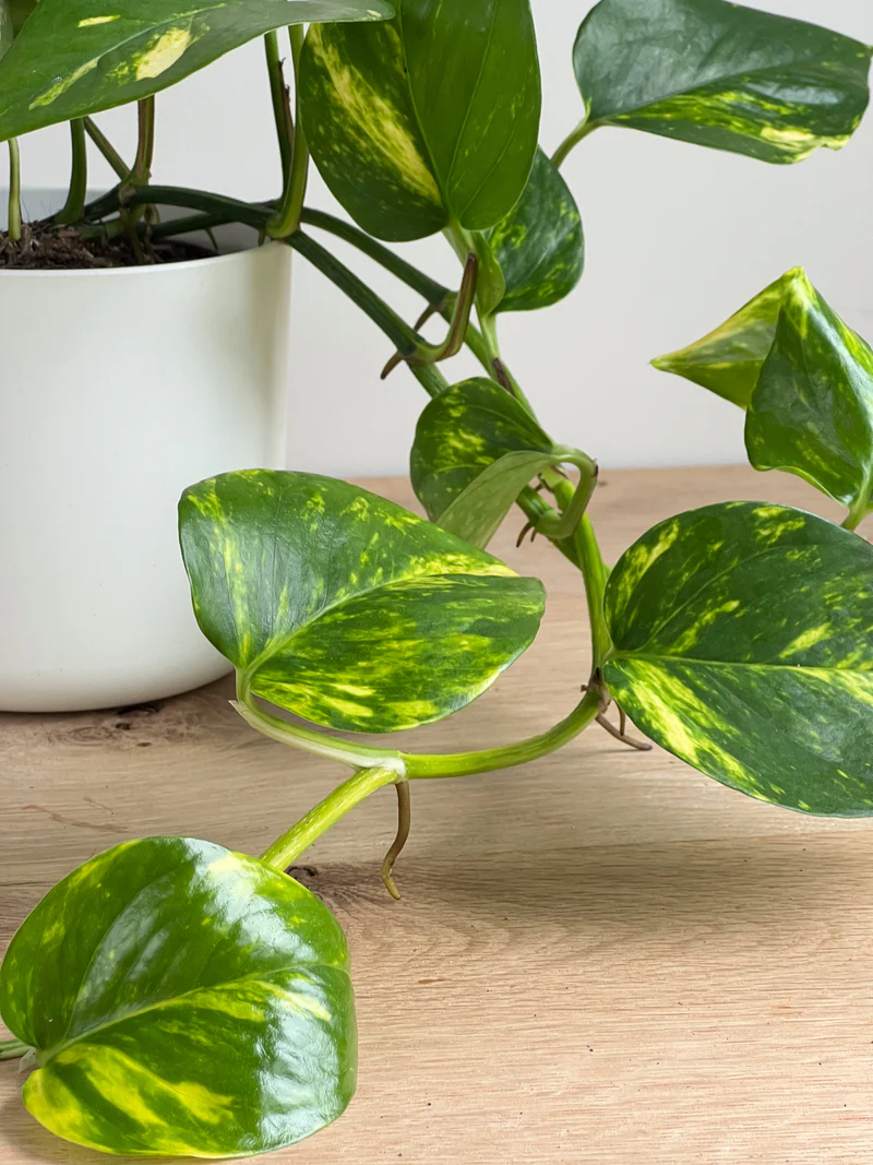 GOLDEN POTHOS - Image 4