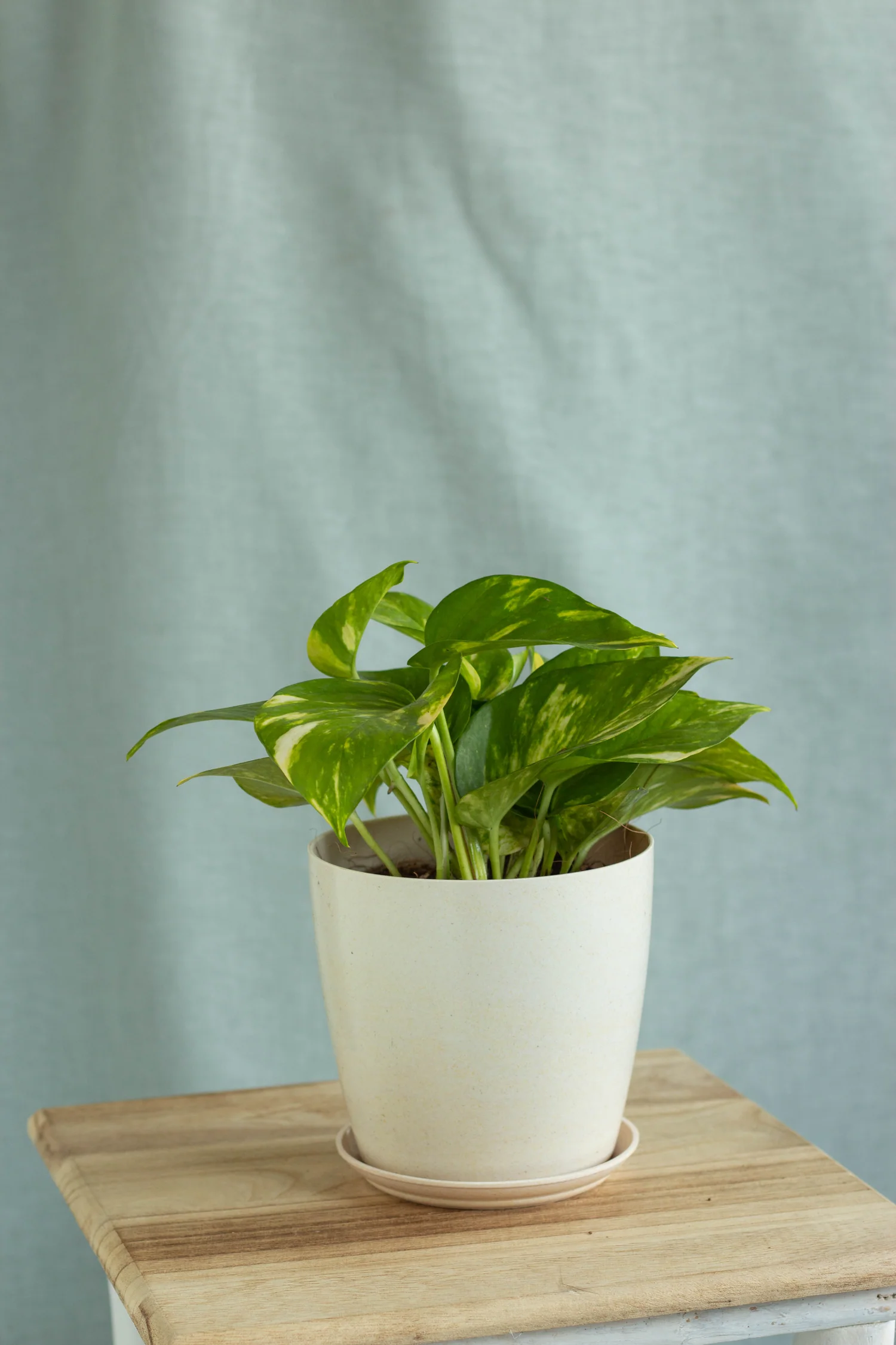GOLDEN POTHOS