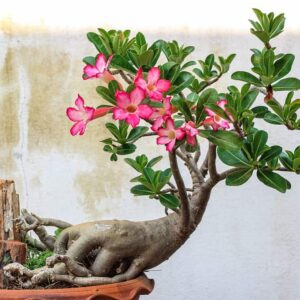 Bonsai (adenium)
