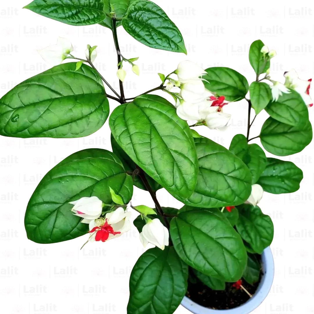 Bleeding heart (small plant) - Image 4