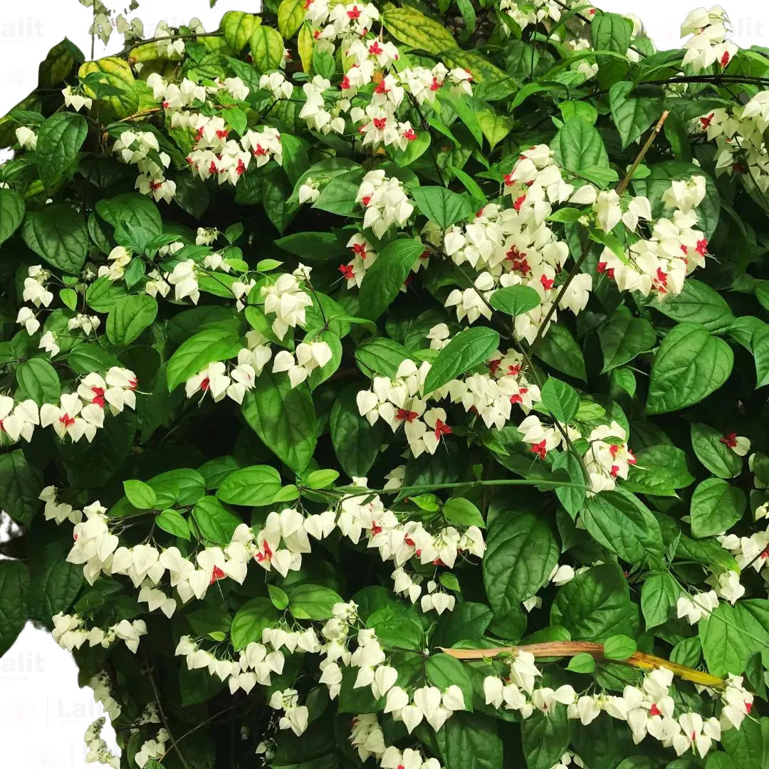 Bleeding heart (small plant) - Image 5