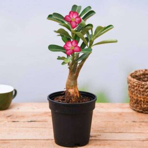 Adenium (small)