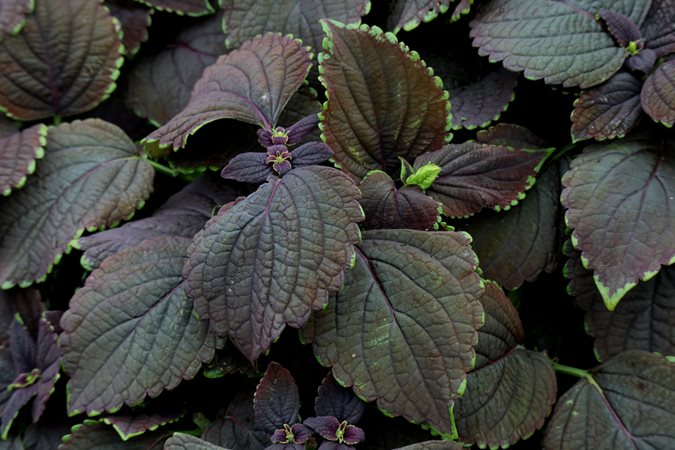 Purple leaf plant - Image 3