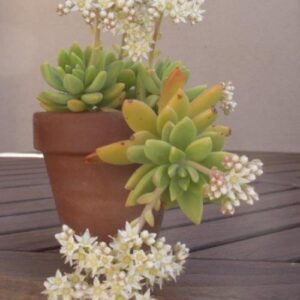 Sedum Alice Evans