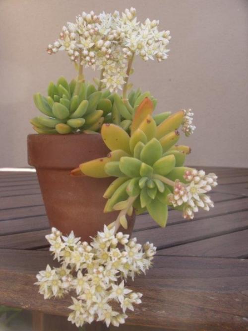 Sedum Alice Evans