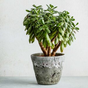 Jade Plant