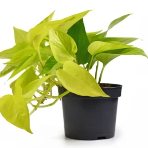 Lemon pothos