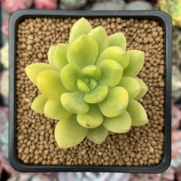 Sedum Alice Evans - Image 2