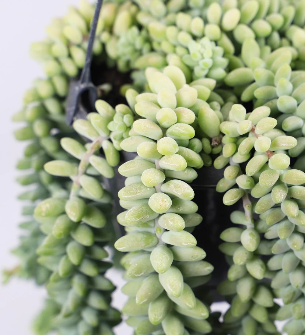 Donkey tail - Image 3