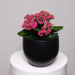 Kalanchoe plant