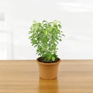 Holy Basil (Tulsi)