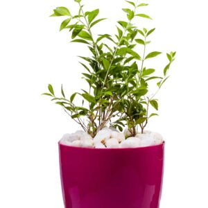 Henna plant(Maruthani)