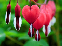 Bleeding heart (small plant) - Image 3
