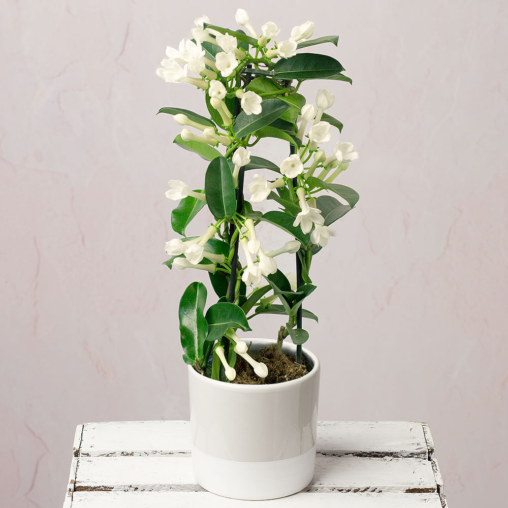 Jasmine Plant