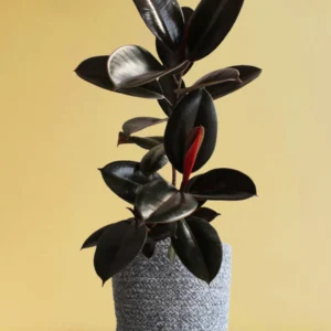 Rubber plant (black)