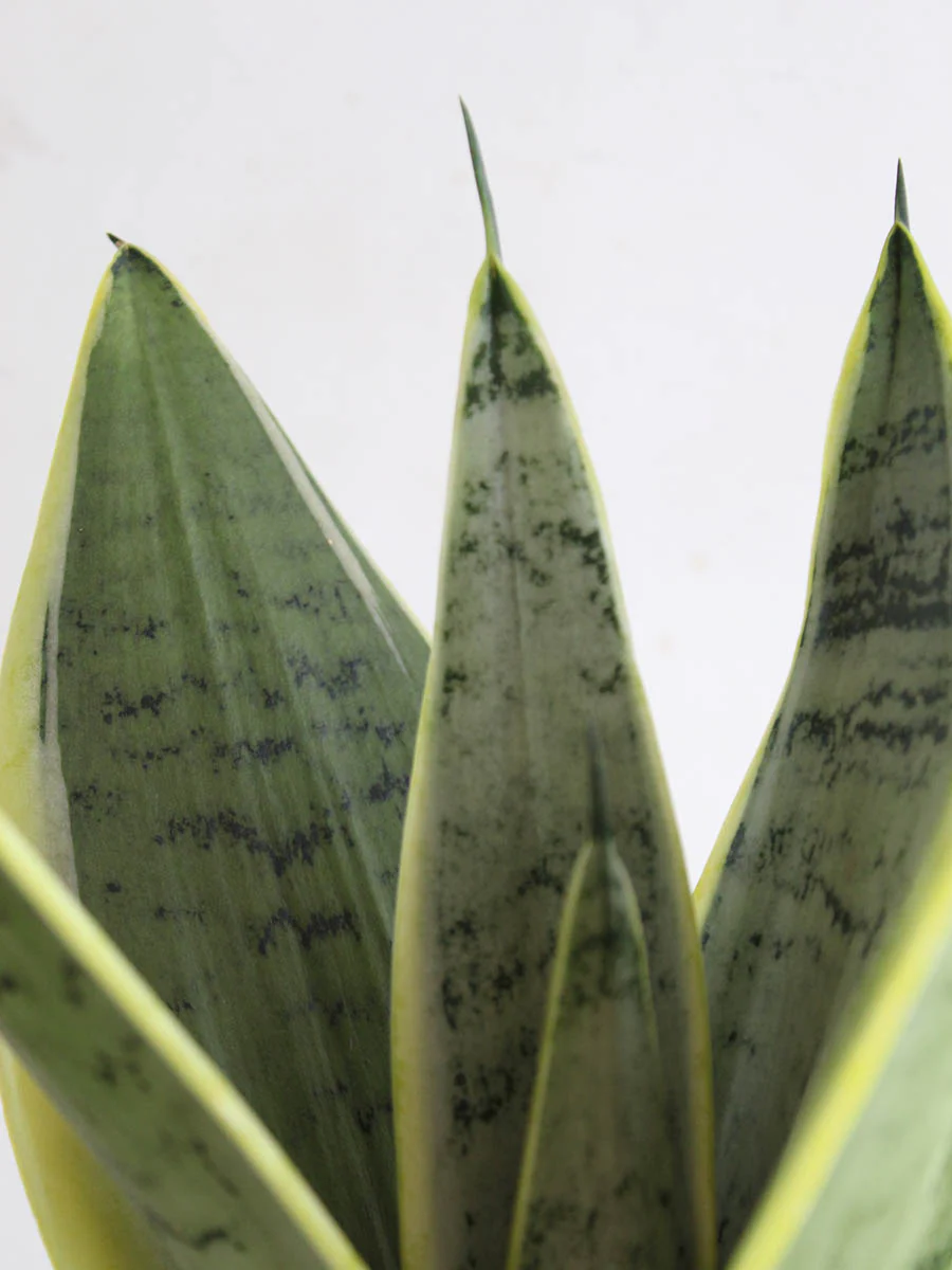 SNAKE PLANT (Silverqueen) - Image 3