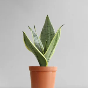 SNAKE PLANT (Silverqueen)