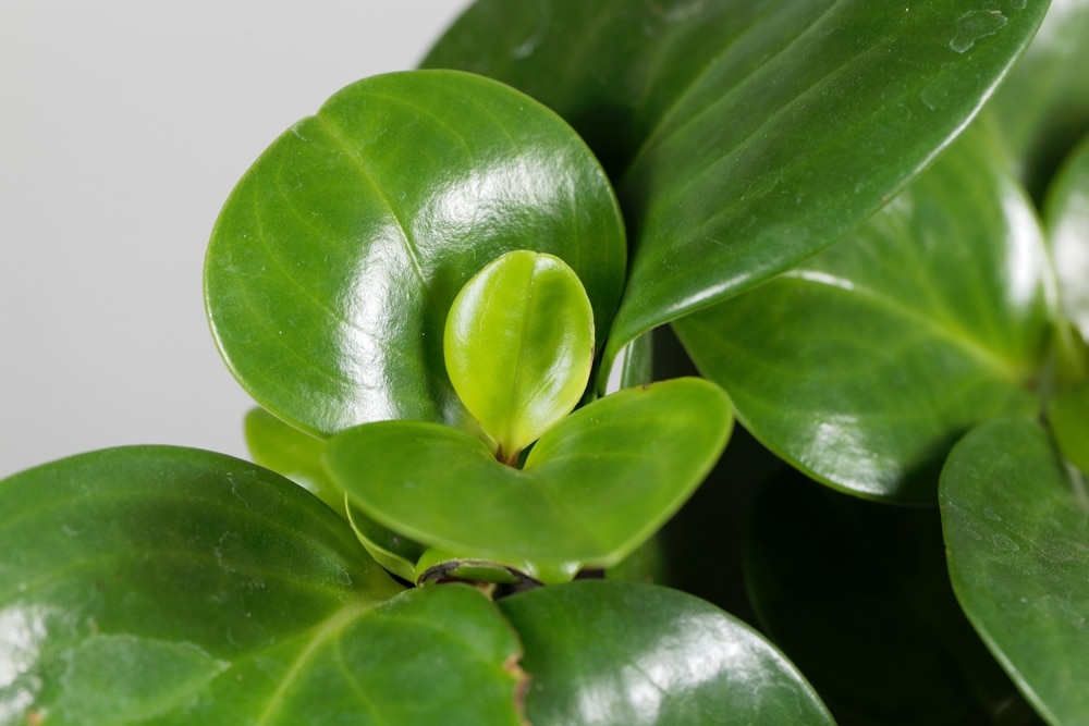 Peperomia obtusifolia plant - Image 2
