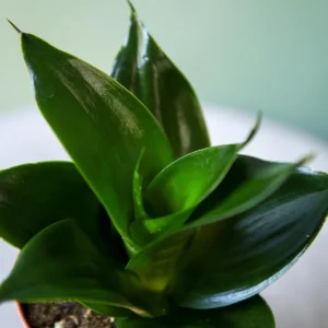 Snake Plant Dragon Plant