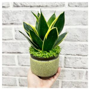 Snake plant sliver queen