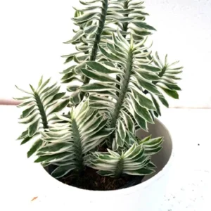 Devil's Backbone White (leaf plant)