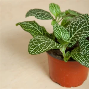 Fittonia Green Plant -Nerve Plant