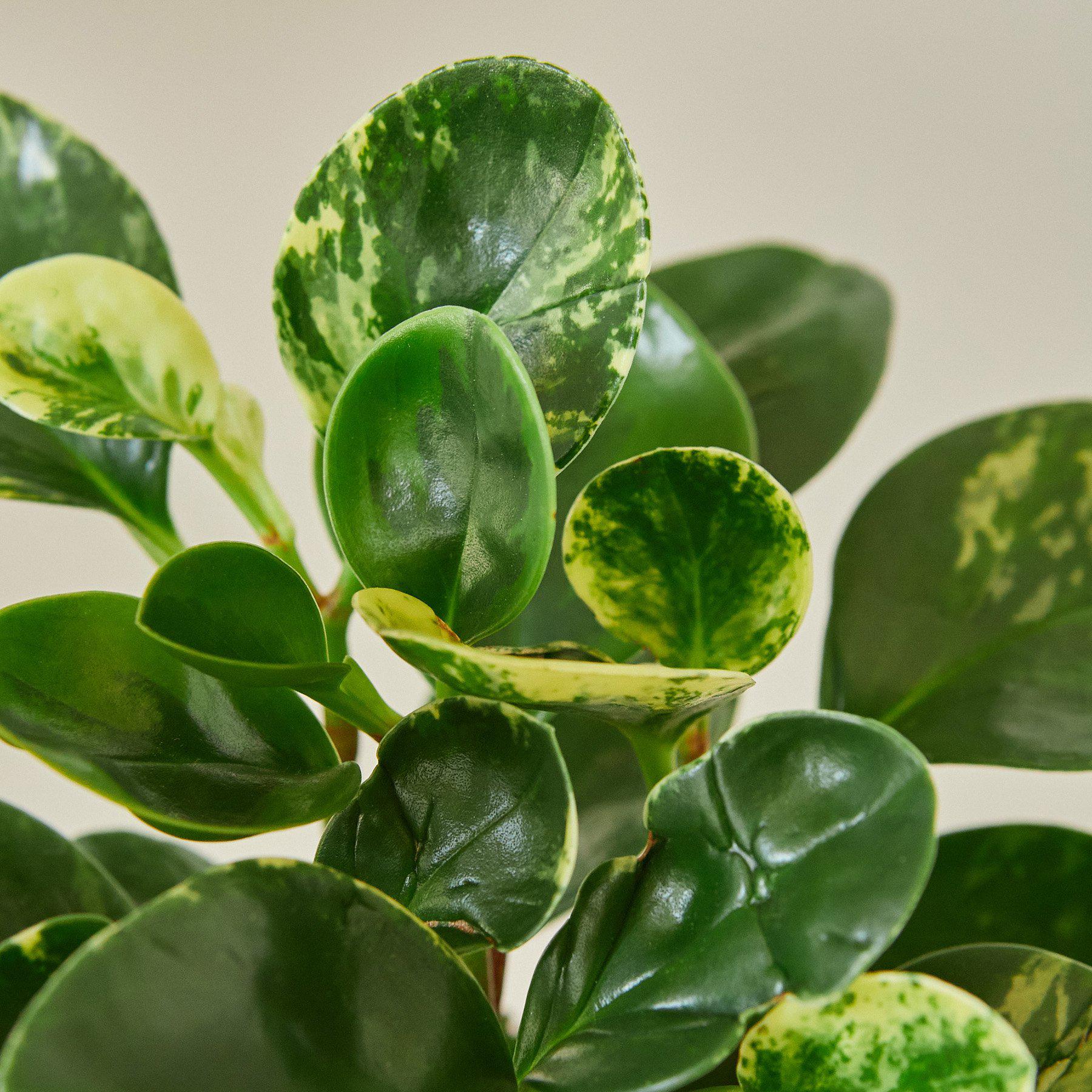 Peperomia obtusifolia plant - Image 3