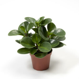 Peperomia obtusifolia plant